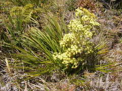 Aciphylla traversii