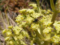 Aciphylla traversii