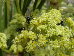 Aciphylla traversii