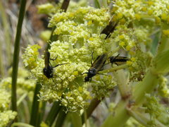 Aciphylla traversii