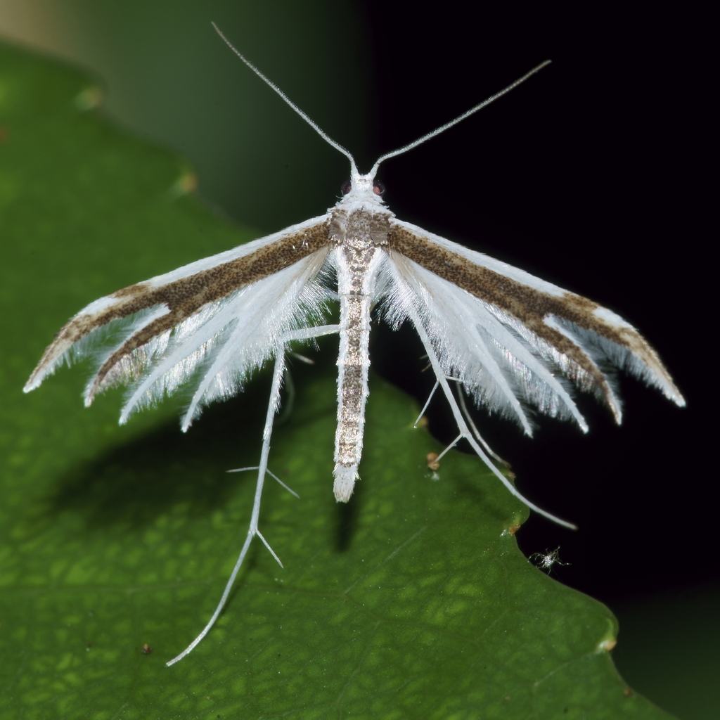 Pterophorus