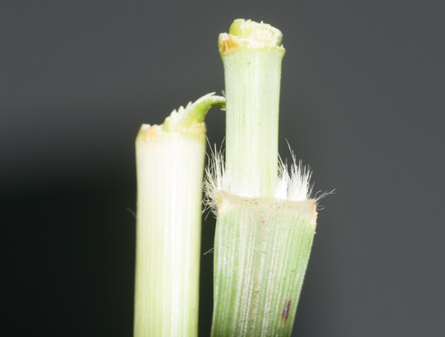 Cenchrus × peregrinus