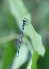 Coenagrion ponticum