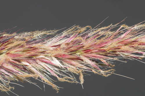 Cenchrus × peregrinus