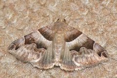 Dysgonia angularis