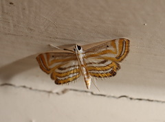Parapoynx villidalis
