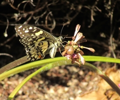 Papilio demoleus sthenelus