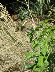 Papilio demoleus sthenelus