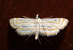Parapoynx villidalis