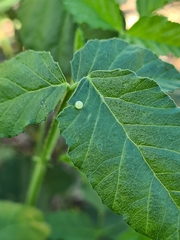 Papilio demoleus sthenelus