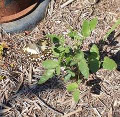 Papilio demoleus sthenelus