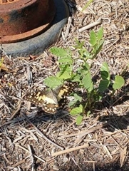 Papilio demoleus sthenelus