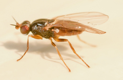 Elachiptera cornuta