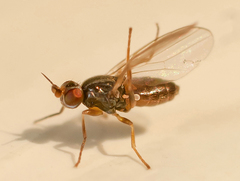 Elachiptera cornuta