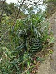 Freycinetia formosana