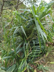 Freycinetia formosana