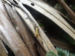 Chrysopelea paradisi celebensis