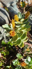 Veronica albicans