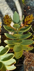 Veronica albicans