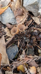 Ciborinia camelliae
