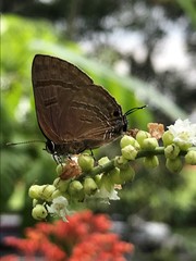 Rapala varuna orseis