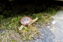 Ariophantidae