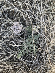 Lomatium nevadense