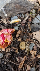 Ciborinia camelliae