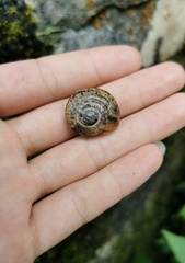 Ariophantidae
