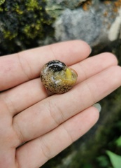 Ariophantidae