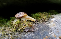 Ariophantidae