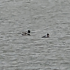 Mergus serrator