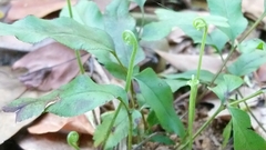 Lindsaea ensifolia
