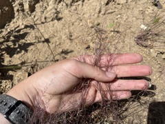 Muhlenbergia microsperma