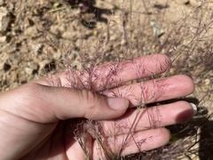 Muhlenbergia microsperma
