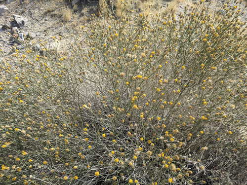 Sweetbush