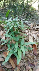 Lindsaea ensifolia