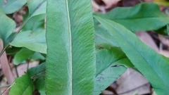 Lindsaea ensifolia