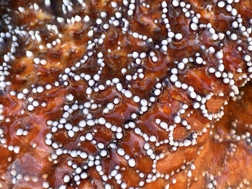 Ochre Sea Star, photo 7 of 9