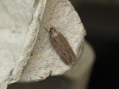 Depressaria daucella