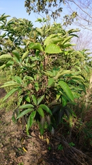 Heptapleurum heptaphyllum