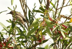 Myzomela obscura harterti