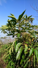 Heptapleurum heptaphyllum