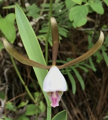 Cleistesiopsis oricamporum