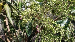 Heptapleurum heptaphyllum