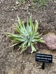 Dudleya virens hassei