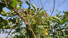 Heptapleurum heptaphyllum