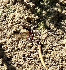 Cicindela ocellata ocellata