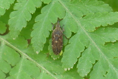 Traiguma