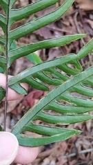 Pteris semipinnata